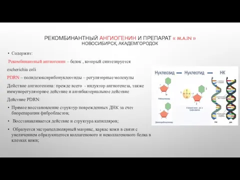 РЕКОМБИНАНТНЫЙ АНГИОГЕНИН И ПРЕПАРАТ « M.A.IN » НОВОСИБИРСК, АКАДЕМГОРОДОК Содержит: