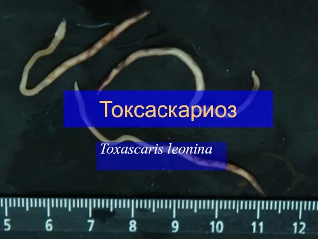 Токсаскариоз Toxascaris leonina
