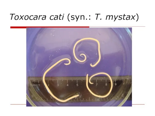 Toxocara cati (syn.: T. mystax)