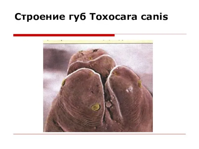 Строение губ Toxocara canis