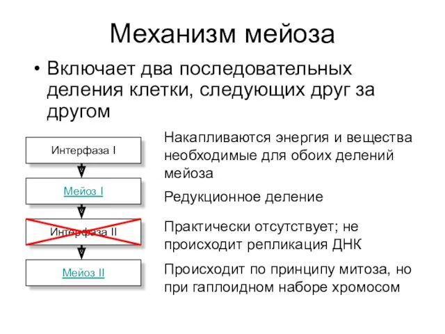 Механизм мейоза Включает два последовательных деления клетки, следующих друг за