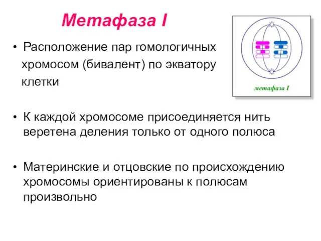 Метафаза I Расположение пар гомологичных хромосом (бивалент) по экватору клетки