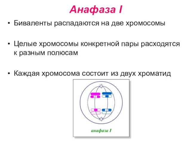 Анафаза I Биваленты распадаются на две хромосомы Целые хромосомы конкретной