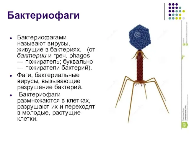 Бактериофаги Бактериофагами называют вирусы, живущие в бактериях. (от бактерии и
