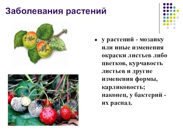 Заболевания растений у растений - мозаику или иные изменения окраски