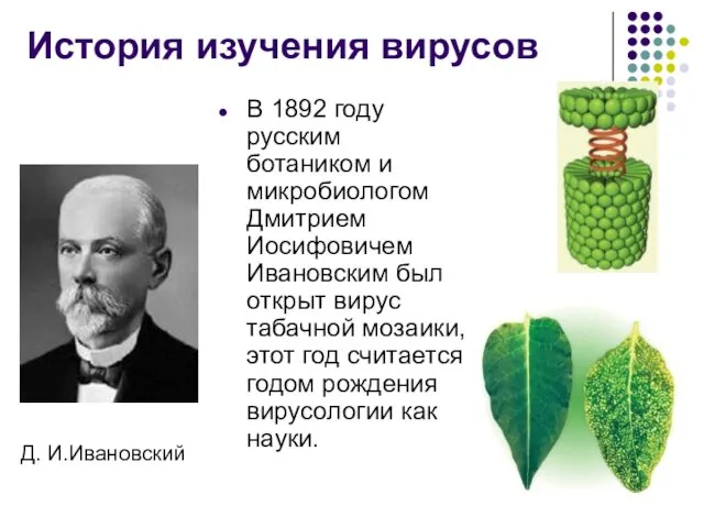 История изучения вирусов Д. И.Ивановский В 1892 году русским ботаником
