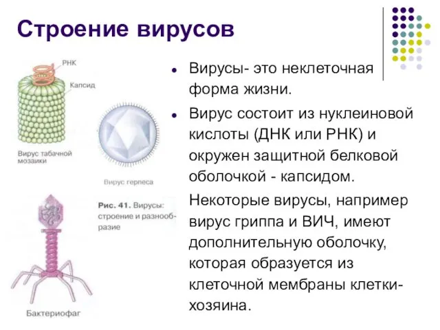 Строение вирусов Вирусы- это неклеточная форма жизни. Вирус состоит из