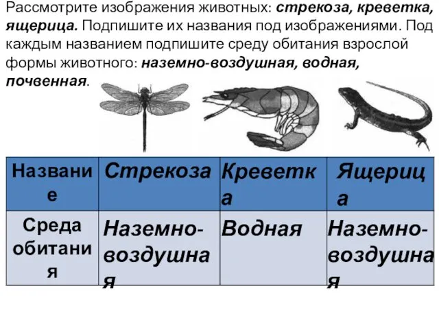 Рассмотрите изображения животных: стрекоза, креветка, ящерица. Подпишите их названия под