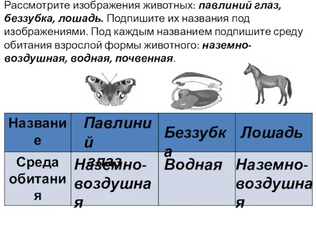 Рассмотрите изображения животных: павлиний глаз, беззубка, лошадь. Подпишите их названия