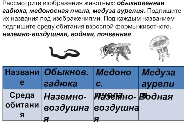 Рассмотрите изображения животных: обыкновенная гадюка, медоносная пчела, медуза аурелия. Подпишите