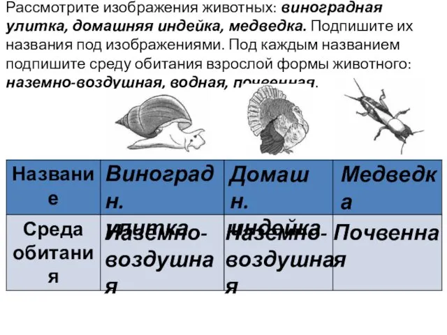 Рассмотрите изображения животных: виноградная улитка, домашняя индейка, медведка. Подпишите их