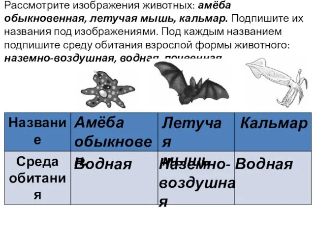 Рассмотрите изображения животных: амёба обыкновенная, летучая мышь, кальмар. Подпишите их