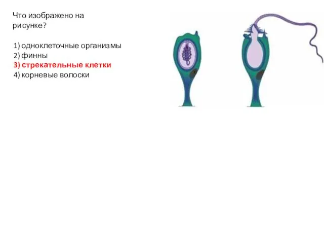 1) одноклеточные организмы 2) финны 3) стрекательные клетки 4) корневые волоски Что изображено на рисунке?