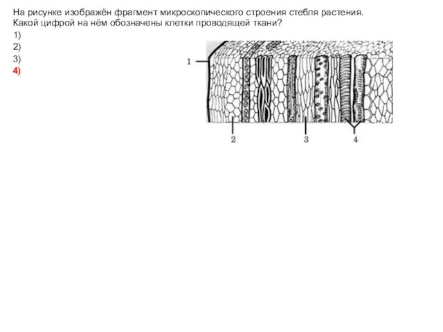 На рисунке изображён фрагмент микроскопического строения стебля растения. Какой цифрой