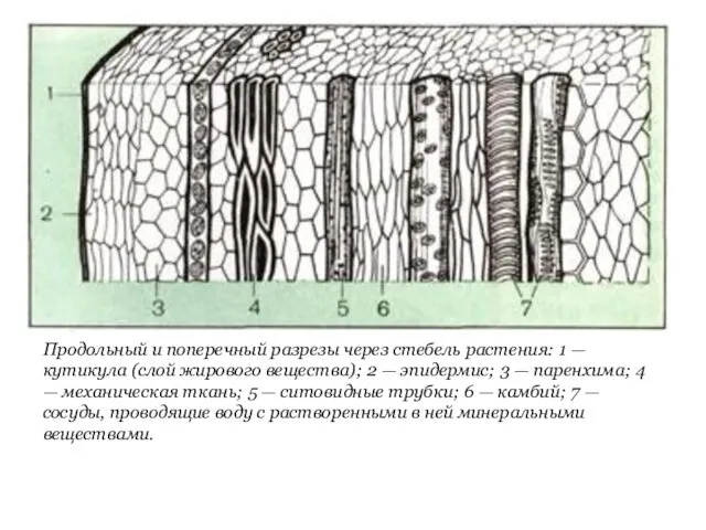 Продольный и поперечный разрезы через стебель растения: 1 — кутикула