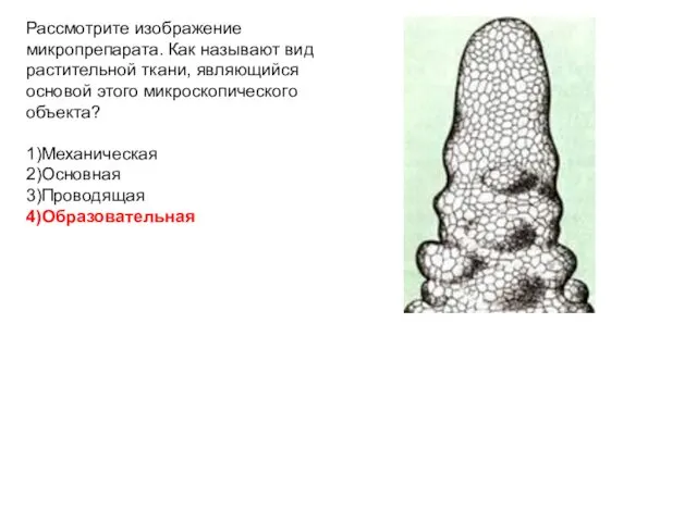 Рассмотрите изображение микропрепарата. Как называют вид растительной ткани, являющийся основой