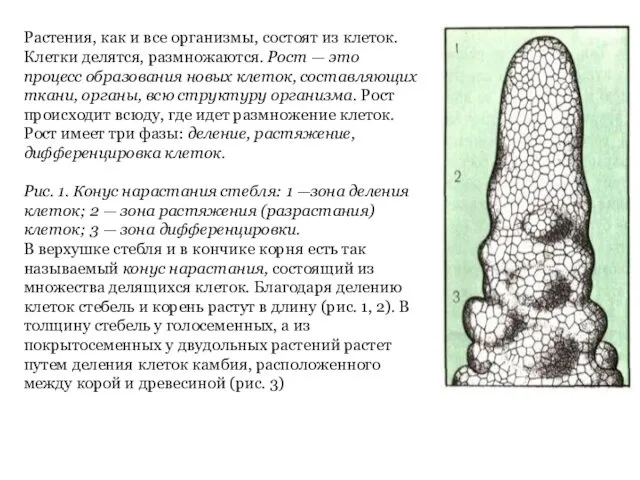 Растения, как и все организмы, состоят из клеток. Клетки делятся,