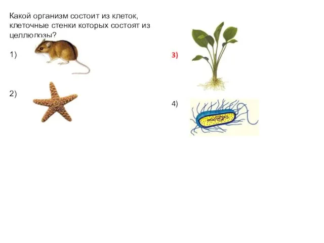 Какой организм состоит из клеток, клеточные стенки которых состоят из целлюлозы? 1) 2) 3) 4)