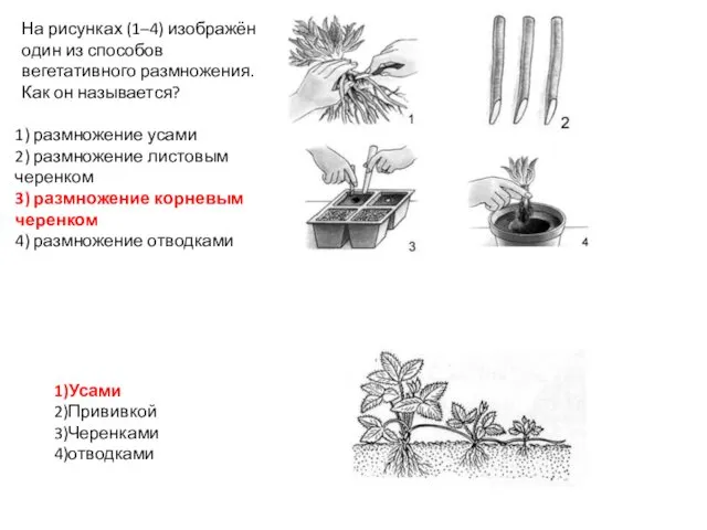 1) размножение усами 2) размножение листовым черенком 3) размножение корневым