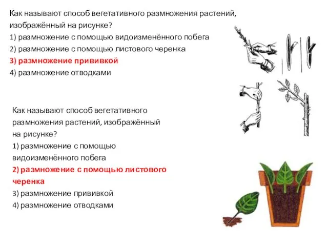 Как называют способ вегетативного размножения растений, изображённый на рисунке? 1)