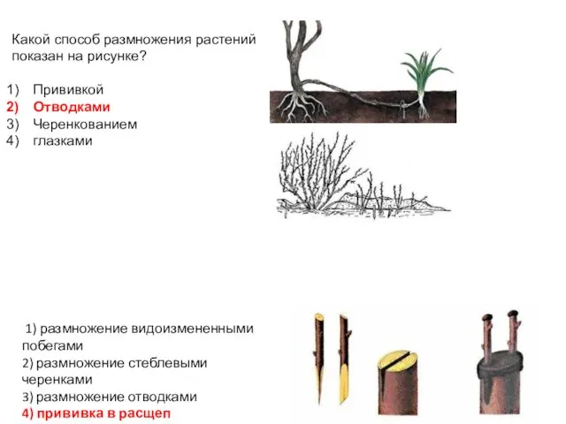 Какой способ размножения растений показан на рисунке? Прививкой Отводками Черенкованием