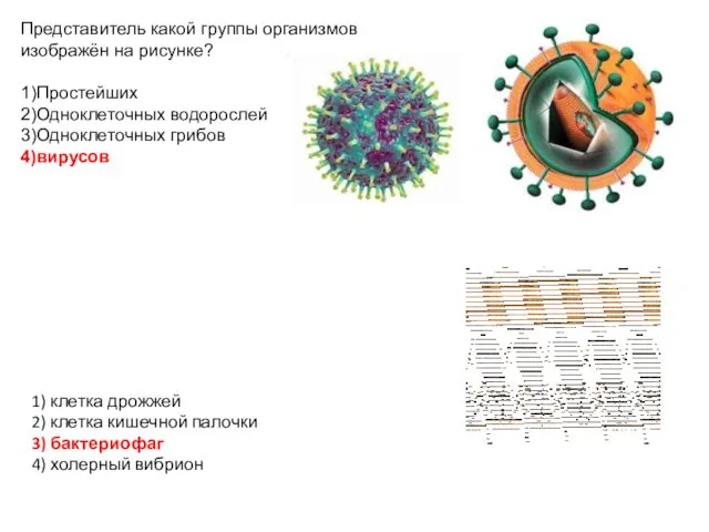 Представитель какой группы организмов изображён на рисунке? 1)Простейших 2)Одноклеточных водорослей