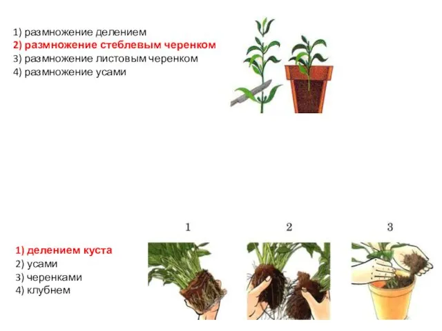 1) размножение делением 2) размножение стеблевым черенком 3) размножение листовым