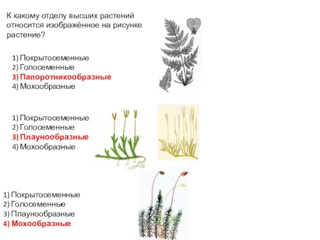 К какому отделу высших растений относится изображённое на рисунке растение?