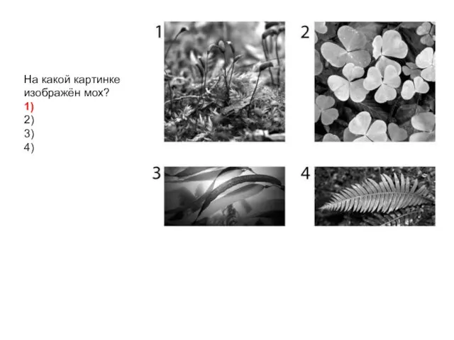 На какой картинке изображён мох? 1) 2) 3) 4)