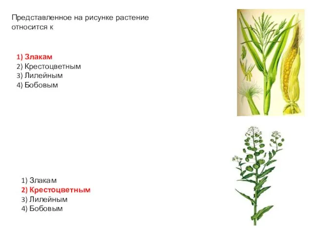 1) Злакам 2) Крестоцветным 3) Лилейным 4) Бобовым Представленное на