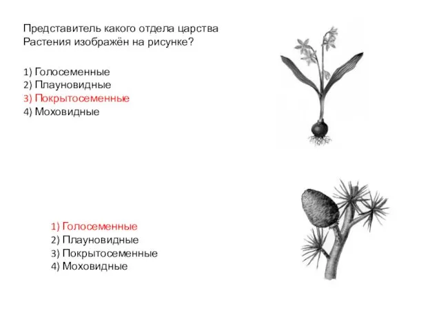 Представитель какого отдела царства Растения изображён на рисунке? 1) Голосеменные