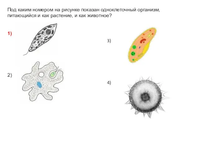 Под каким номером на рисунке показан одноклеточный организм, питающийся и