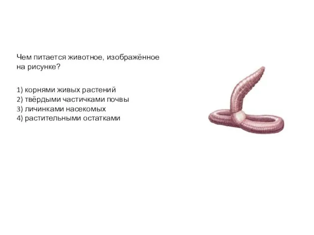 Чем питается животное, изображённое на рисунке? 1) корнями живых растений