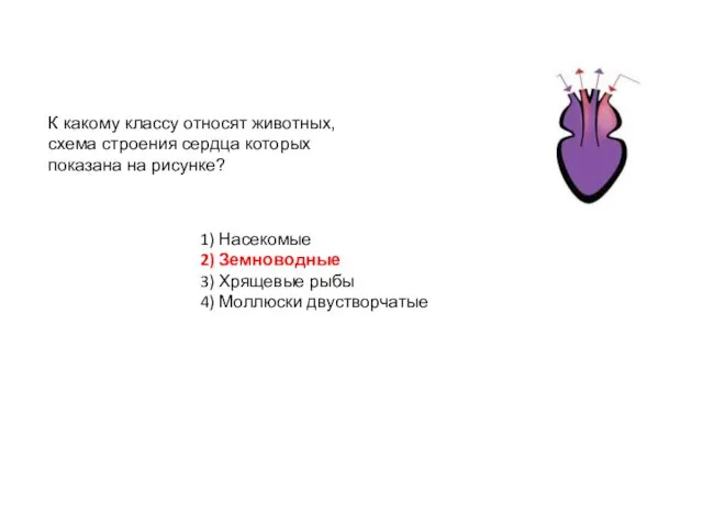 К какому классу относят животных, схема строения сердца которых показана