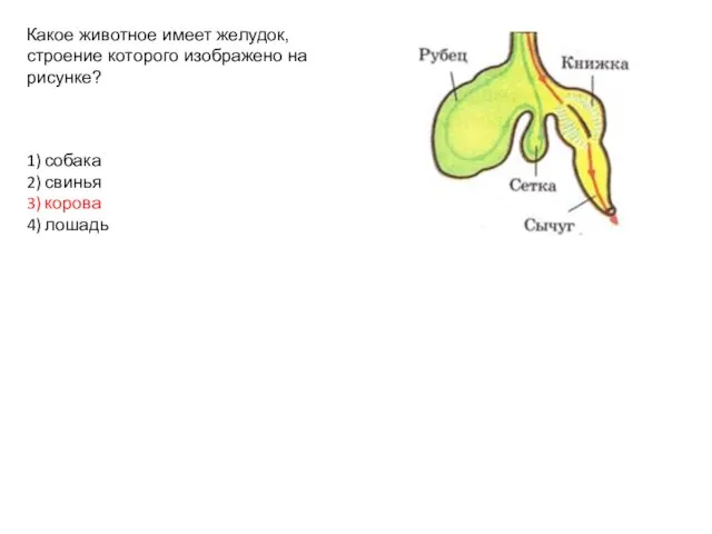 Какое животное имеет желудок, строение которого изображено на рисунке? 1)