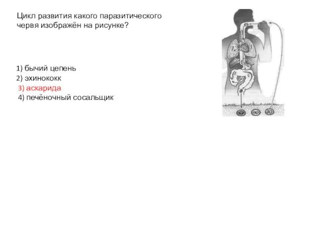 Цикл развития какого паразитического червя изображён на рисунке? 1) бычий