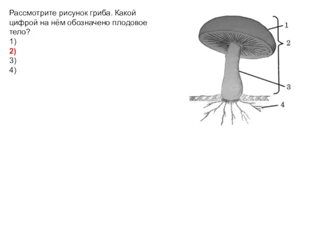 Рассмотрите рисунок гриба. Какой цифрой на нём обозначено плодовое тело? 1) 2) 3) 4)