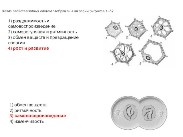 Какие свойства живых систем отображены на серии рисунков 1–5? 1)