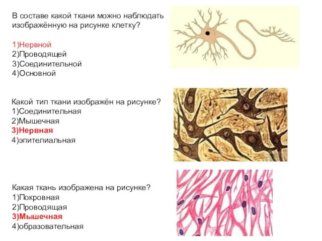 В составе какой ткани можно наблюдать изображённую на рисунке клетку?