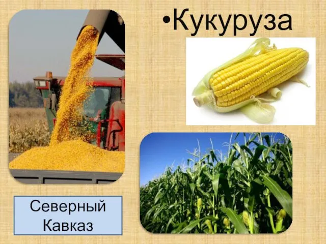Кукуруза Северный Кавказ