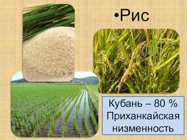 Рис Кубань – 80 % Приханкайская низменность