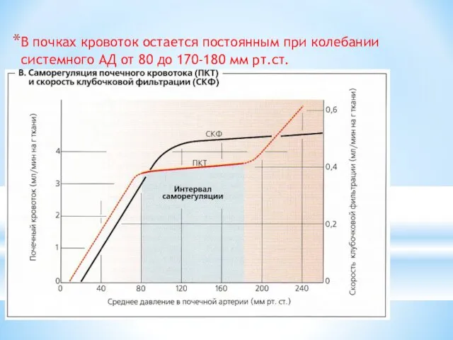 В почках кровоток остается постоянным при колебании системного АД от 80 до 170-180 мм рт.ст.