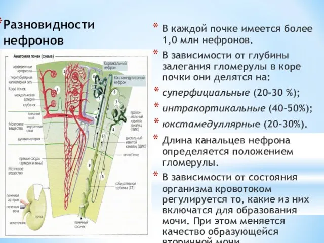Разновидности нефронов В каждой почке имеется более 1,0 млн нефронов. В зависимости от
