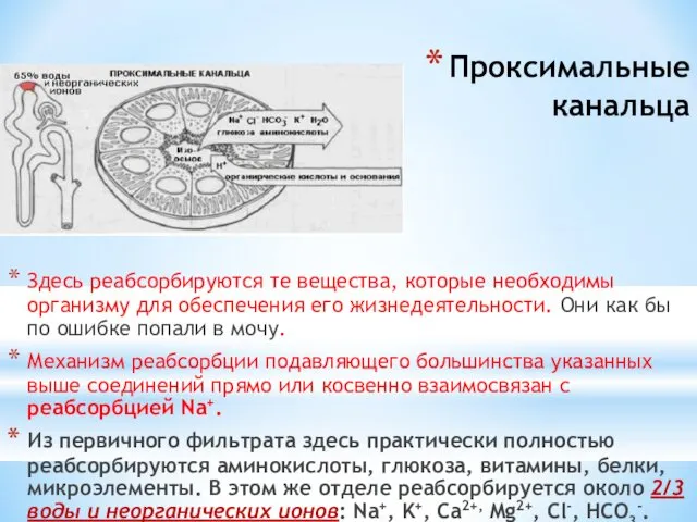 Проксимальные канальца Здесь реабсорбируются те вещества, которые необходимы организму для обеспечения его жизнедеятельности.