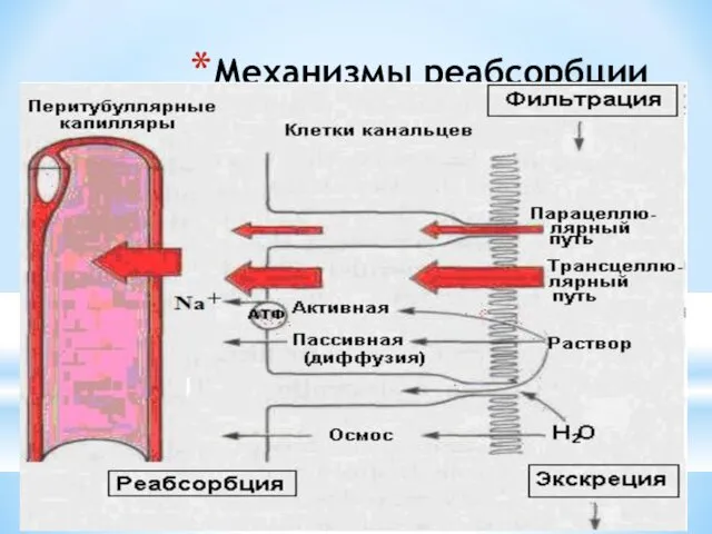 Механизмы реабсорбции