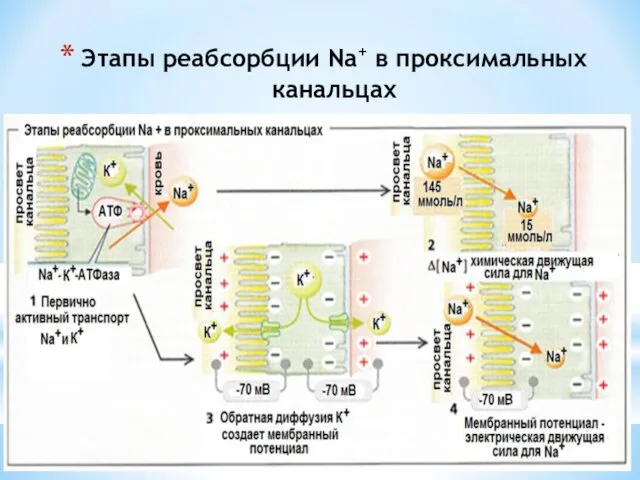 Этапы реабсорбции Na+ в проксимальных канальцах