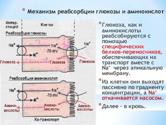 Механизм реабсорбции глюкозы и аминокислот Глюкоза, как и аминокислоты реабсобируются с помощью специфических