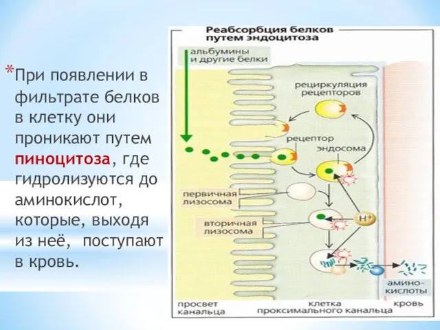 При появлении в фильтрате белков в клетку они проникают путем пиноцитоза, где гидролизуются