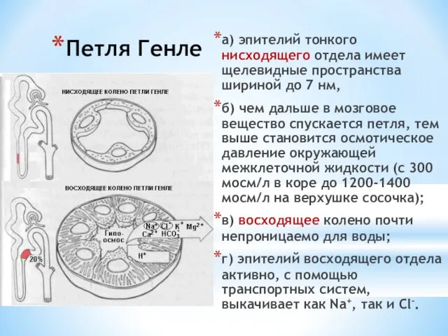 Петля Генле а) эпителий тонкого нисходящего отдела имеет щелевидные пространства шириной до 7