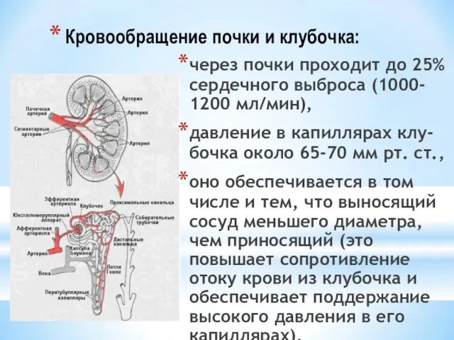 Кровообращение почки и клубочка: через почки проходит до 25% сердечного выброса (1000- 1200